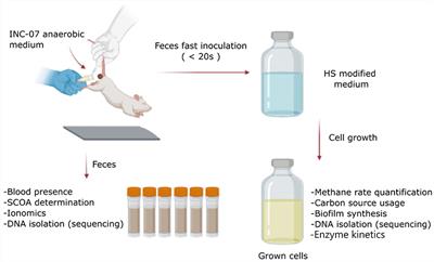 Cultivation of gastrointestinal microbiota in a new growth system revealed dysbiosis and metabolic disruptions in carcinoma-bearing rats